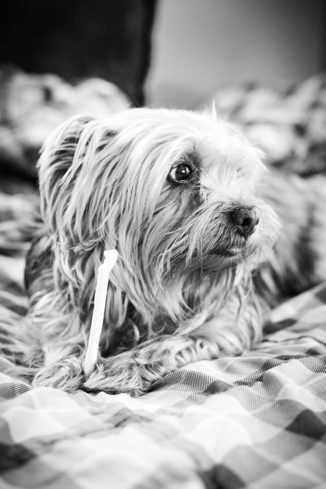 10644515_10206074407049919_9112724856077443344_o