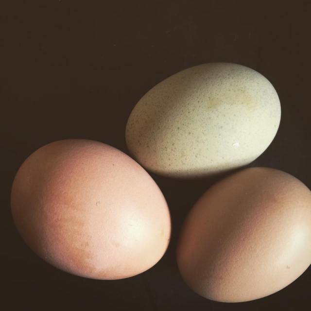 10888429_10205807593859756_5660636568327749912_n