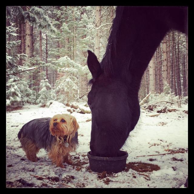 11080900_10206369391864355_5730638866876734202_n